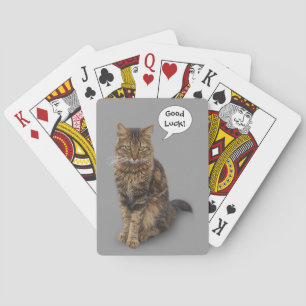 Katt Kortlek