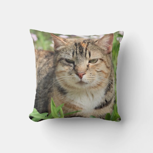 Katt Kudde (Framsida)