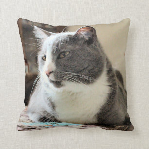 Katt Kudde