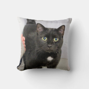 Katt Kudde