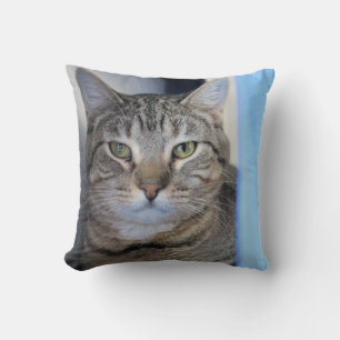 Katt Kudde