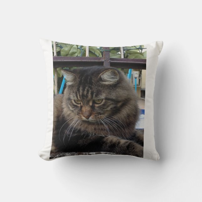 Katt Kudde (Framsida)