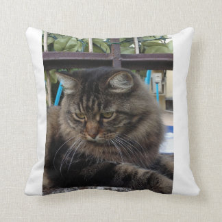 Katt Kudde