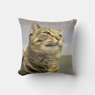 Katt Kudde