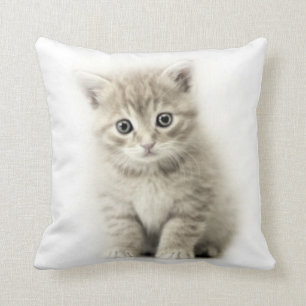KATT KUDDE