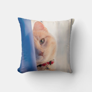 Katt Kudde