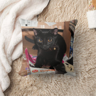 Katt Kudde