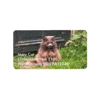 Katt "Kyra" sitta i gräset Adressetikett