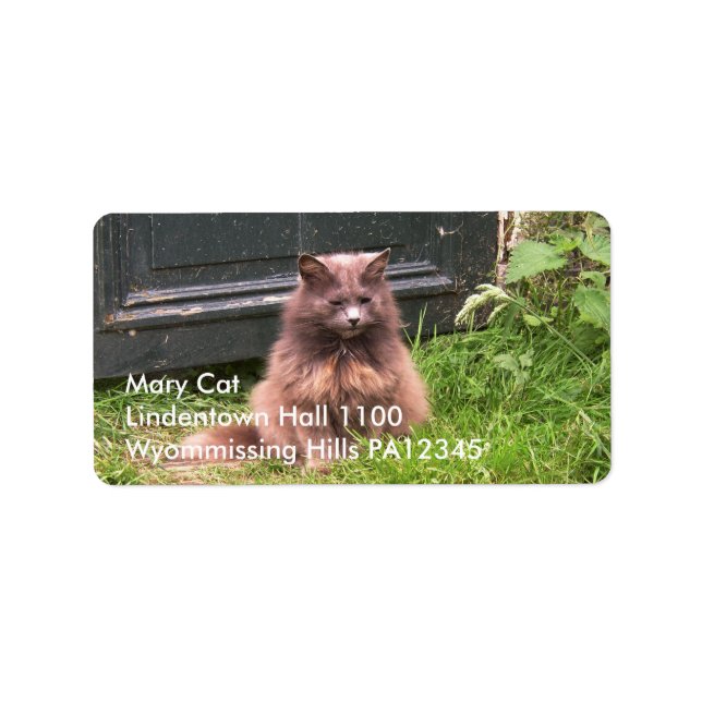 Katt "Kyra" sitta i gräset Adressetikett (Framsidan)