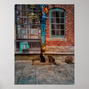 Katt lek poster