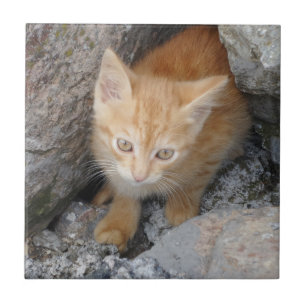 Katt, liten (4,25 x 4,25 tum), keramiskt fotouppst kakelplatta