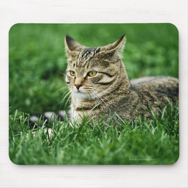 Katt ljugande gräs musmatta (Framsidan)