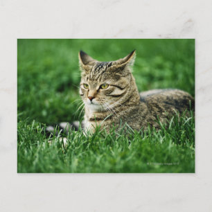 Katt ljugande gräs vykort