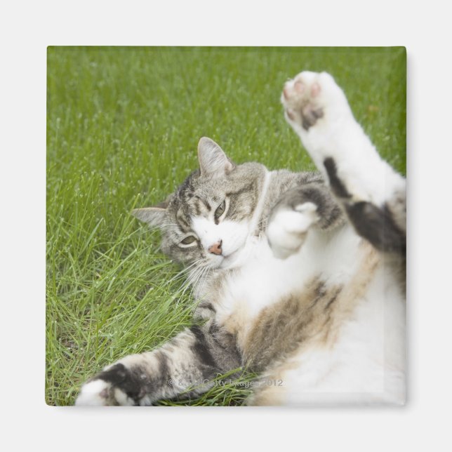 Katt ljugande på gräs, närliggande magnet (Framsidan)