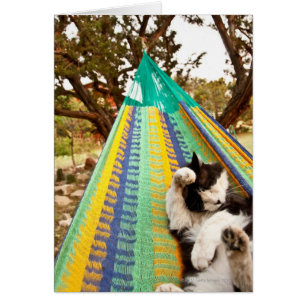 Katt ljugande på Mayan Mexican hammock Hälsningskort