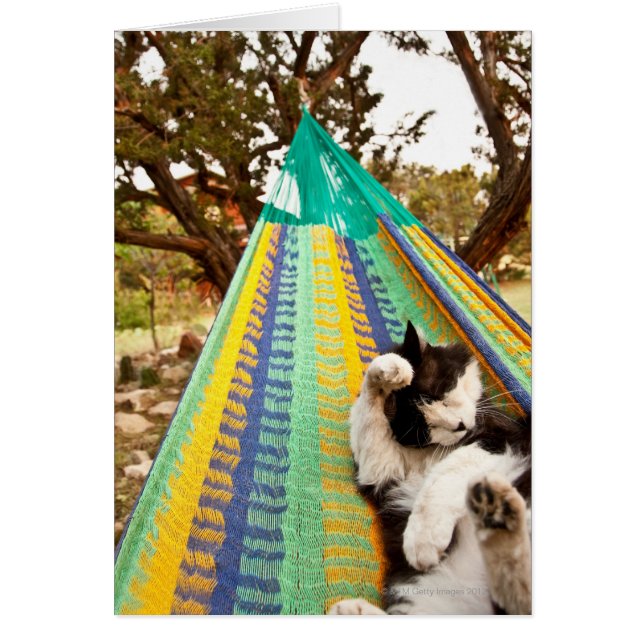 Katt ljugande på Mayan Mexican hammock Hälsningskort (Framsidan)