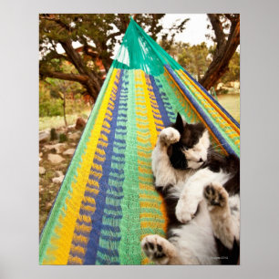 Katt ljugande på Mayan Mexican hammock Poster