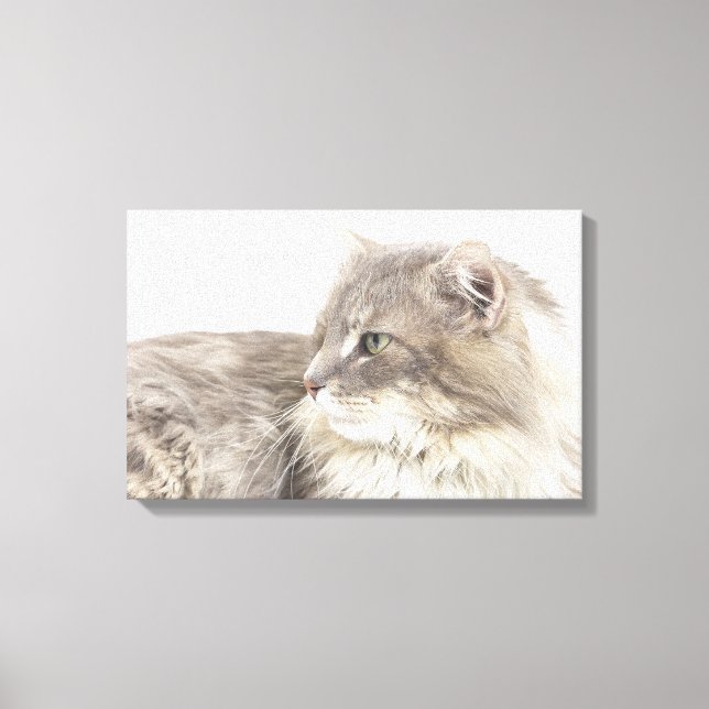 Katt ljuger ned canvastryck (Framsida)