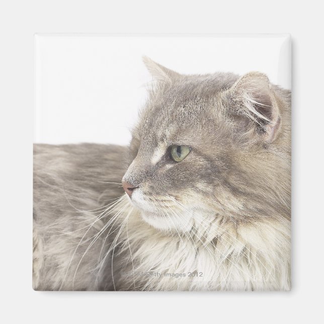 Katt ljuger ned magnet (Framsidan)