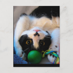 Katt ljuger på sängen vykort