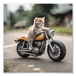 Katt lustig fototryck