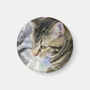 Katt Magnet