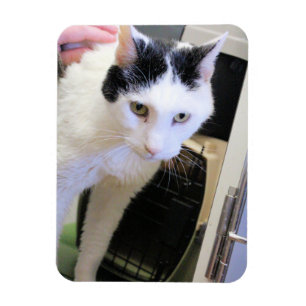Katt Magnet