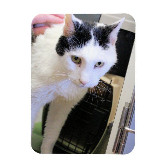 Katt Magnet (Vertikal)