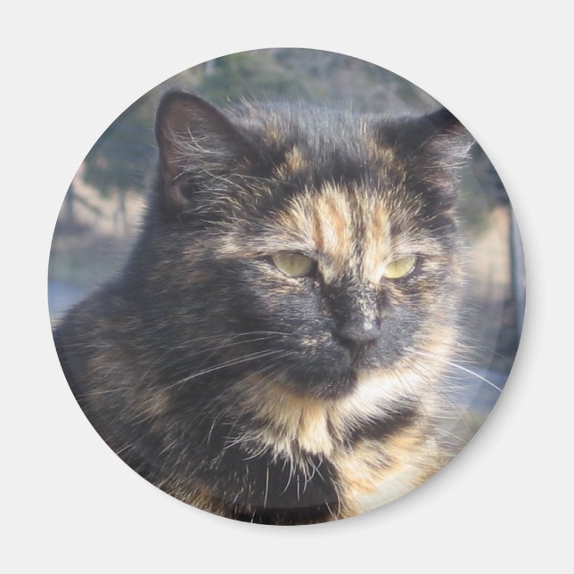 Katt Magnet (Framsidan)