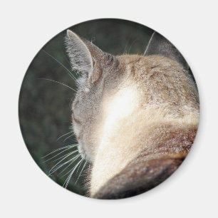 Katt Magnet