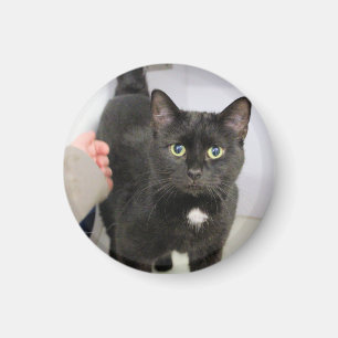 Katt Magnet