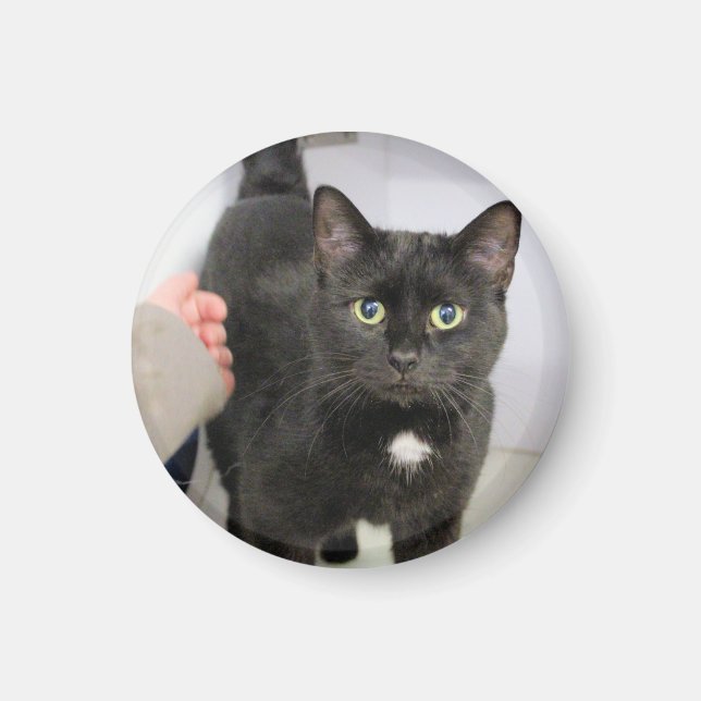 Katt Magnet (Framsidan)