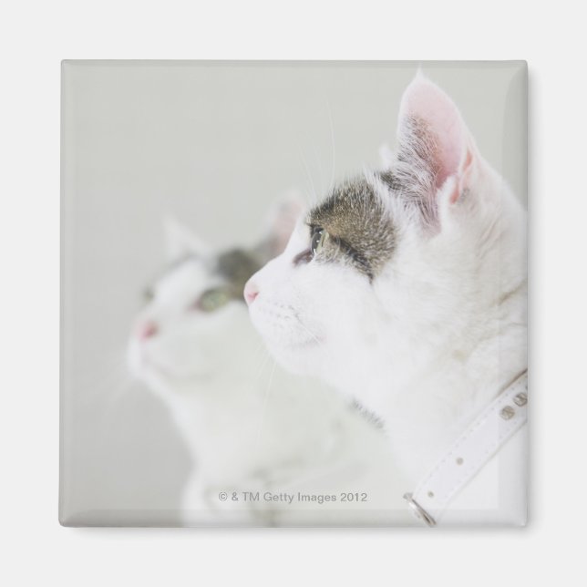 Katt Magnet (Framsidan)