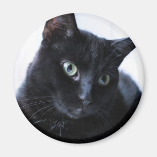 katt magnet
