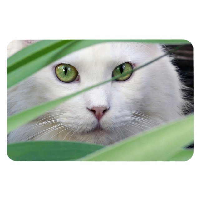 Katt  magnet (Horisontell)