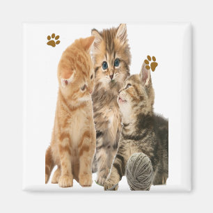 Katt Magnet