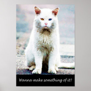 Katt med attityd poster