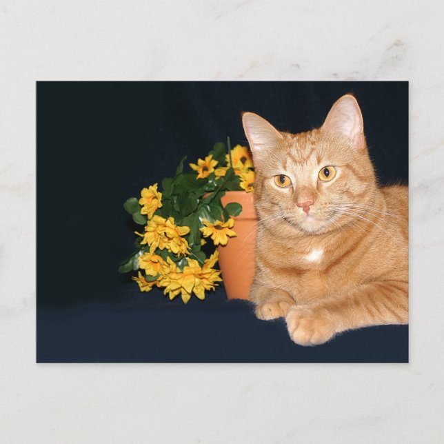 Katt med blommor vykort (Framsida)