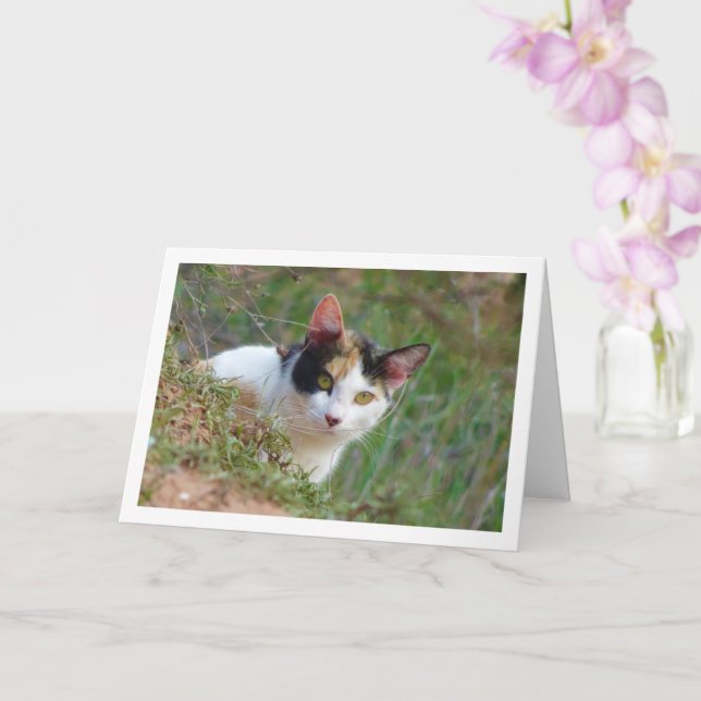 Katt med Calico Mönster Kort (Orkide)