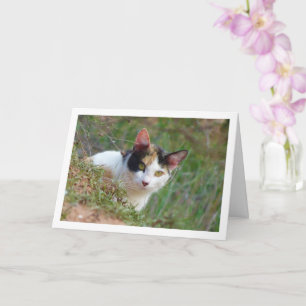Katt med Calico Mönster Kort