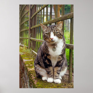 Katt med cellutskrift poster