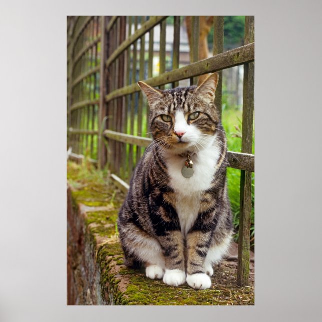 Katt med cellutskrift poster (Framsidan)