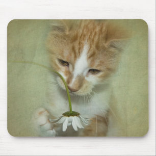 Katt med Daisy Musmatta