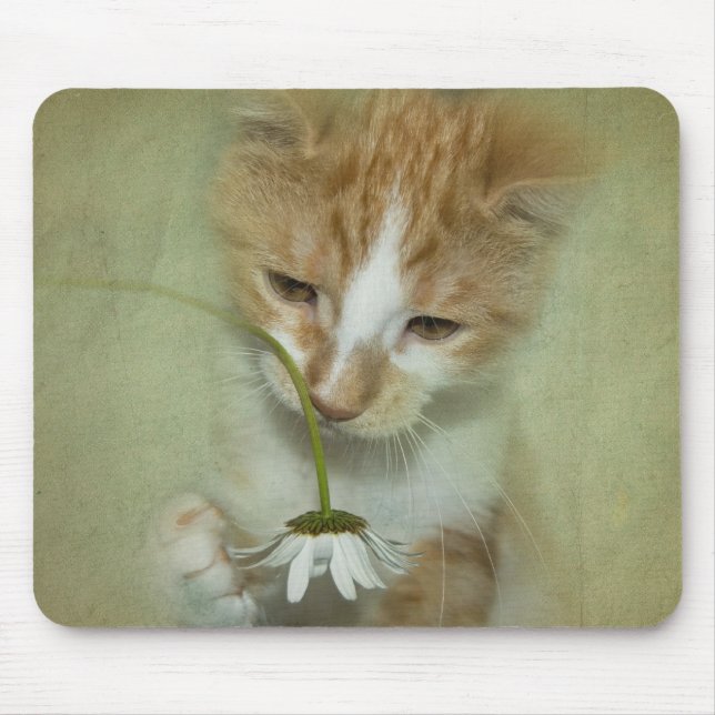 Katt med Daisy Musmatta (Framsidan)
