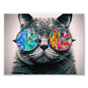 Katt med färgad glasögon fototryck