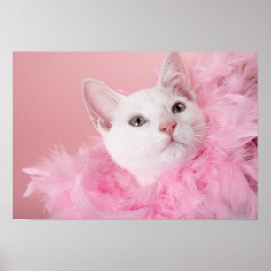 Katt med fjäderbod poster