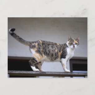 Katt med flera färger på balkongen vykort
