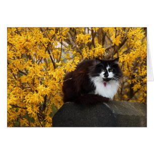 Katt med Forsythia Flowers Hälsningskort