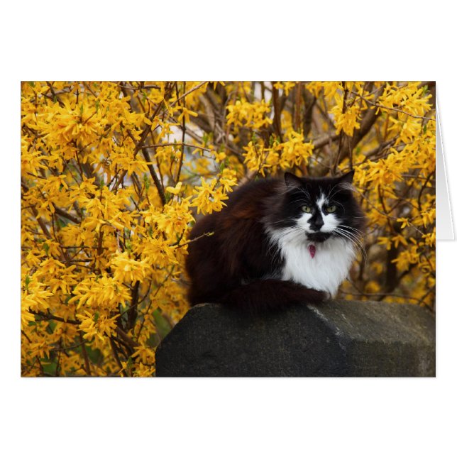 Katt med Forsythia Flowers Hälsningskort (Framsidan Horizontal)