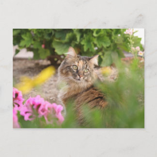 Katt med Geranium Vykort
